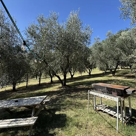 Il Vecchio Scornabecco Scapezzano